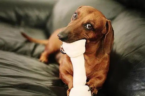 Dachshund